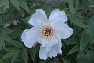 洁白绽放的单朵牡丹花