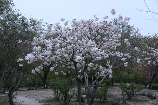 玉兰花盛开的静谧园林