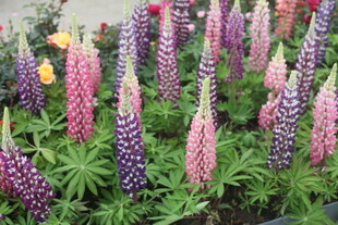 多彩羽扇豆花绽放美景