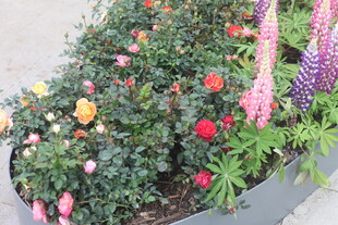 多彩花卉装点美丽花坛