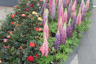 多彩花卉装点美丽花境