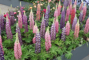 羽扇豆花绽放美丽景观