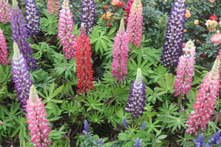 多彩羽扇豆花绽放