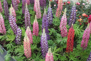 多彩羽扇豆花绽放