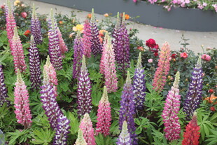 多彩羽扇豆花绽放