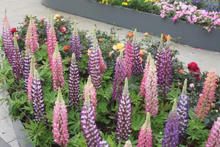 多彩羽扇豆花绽放美景