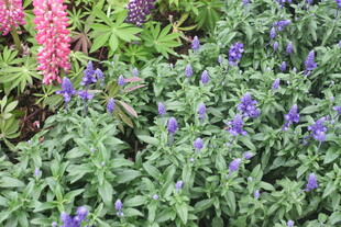 多彩花卉植物景观