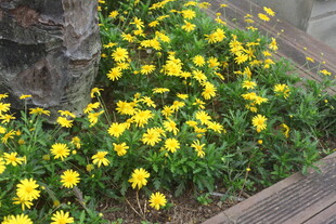 树下绽放的黄色小花