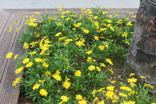 花坛中的黄色小花绽放