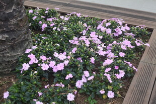 木栏边绽放的粉紫色小花