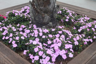 树下绽放的粉色小花