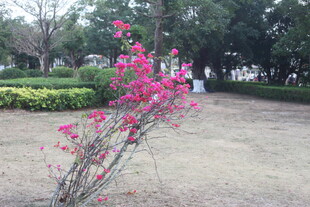 公园中绽放的艳丽花枝