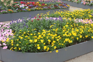 多彩花卉装点花坛景观