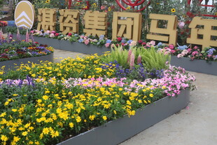 缤纷花卉装点集团景观