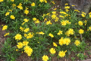 黄色小花绽放于草地间