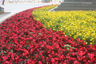 多彩花卉装点美丽景观