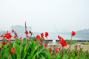 雾中绽放的艳丽美人蕉