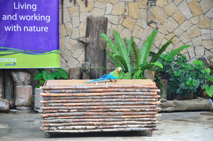 木质花盆架 绿植相伴