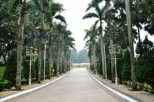 林荫大道 棕榈树的静谧之路