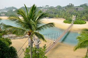 热带风光中的吊桥与棕榈树