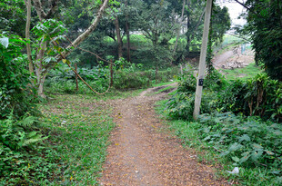 林间幽静小路 绿意盎然