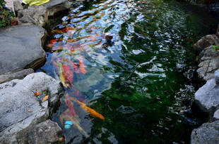 马来西亚池塘中游动的多彩锦鲤