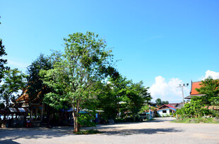 乡村开阔场景 绿树蓝天