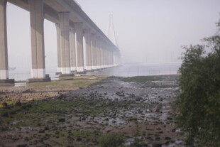 湛江雾中大桥下的泥泞河岸