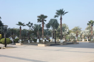 湛江城市中的开阔棕榈树广场