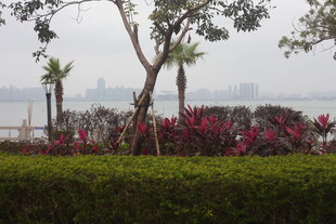 湛江湖畔绿植景观 繁花相伴