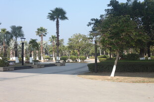 湛江城市中的林荫道路景观