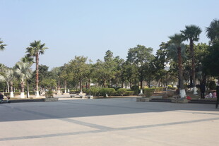 湛江开阔广场边的葱郁棕榈树