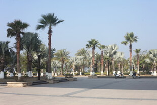 湛江城市中的棕榈树景观