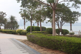 湛江城市林荫步道景观