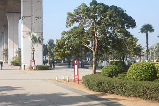 湛江城市街道旁的绿化景观