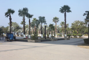 湛江城市中的椰树景观大道