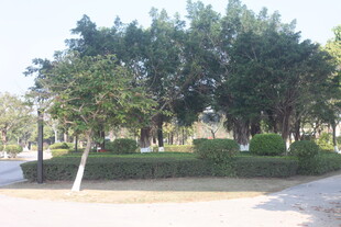 湛江城市公园绿树成荫景观