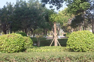 湛江公园绿植景观