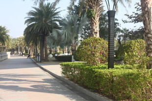 湛江林荫步道 绿植环绕的惬意