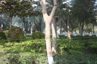 湛江城市中的绿意盎然园林景观