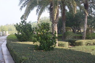 湛江园林景观中的绿植与棕榈树