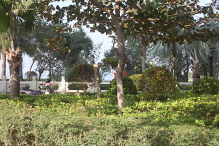 湛江绿意盎然的户外园林景观