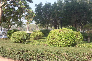 湛江园林绿植景观