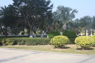 湛江城市道路旁的绿植景观