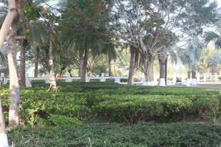 湛江城市中的绿意园林景观