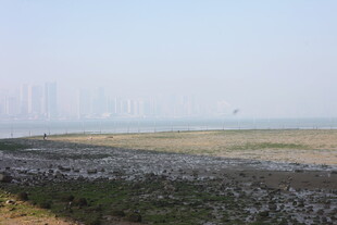 湛江海滨滩涂景观