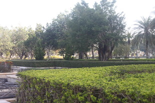 湛江城市中的绿意盎然景观