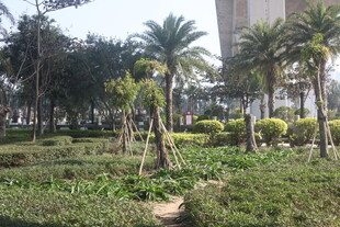 湛江城市中的绿植景观小径