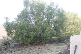 湛江户外茂盛绿树景观