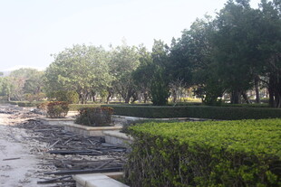 湛江乡村河畔绿意盎然景色